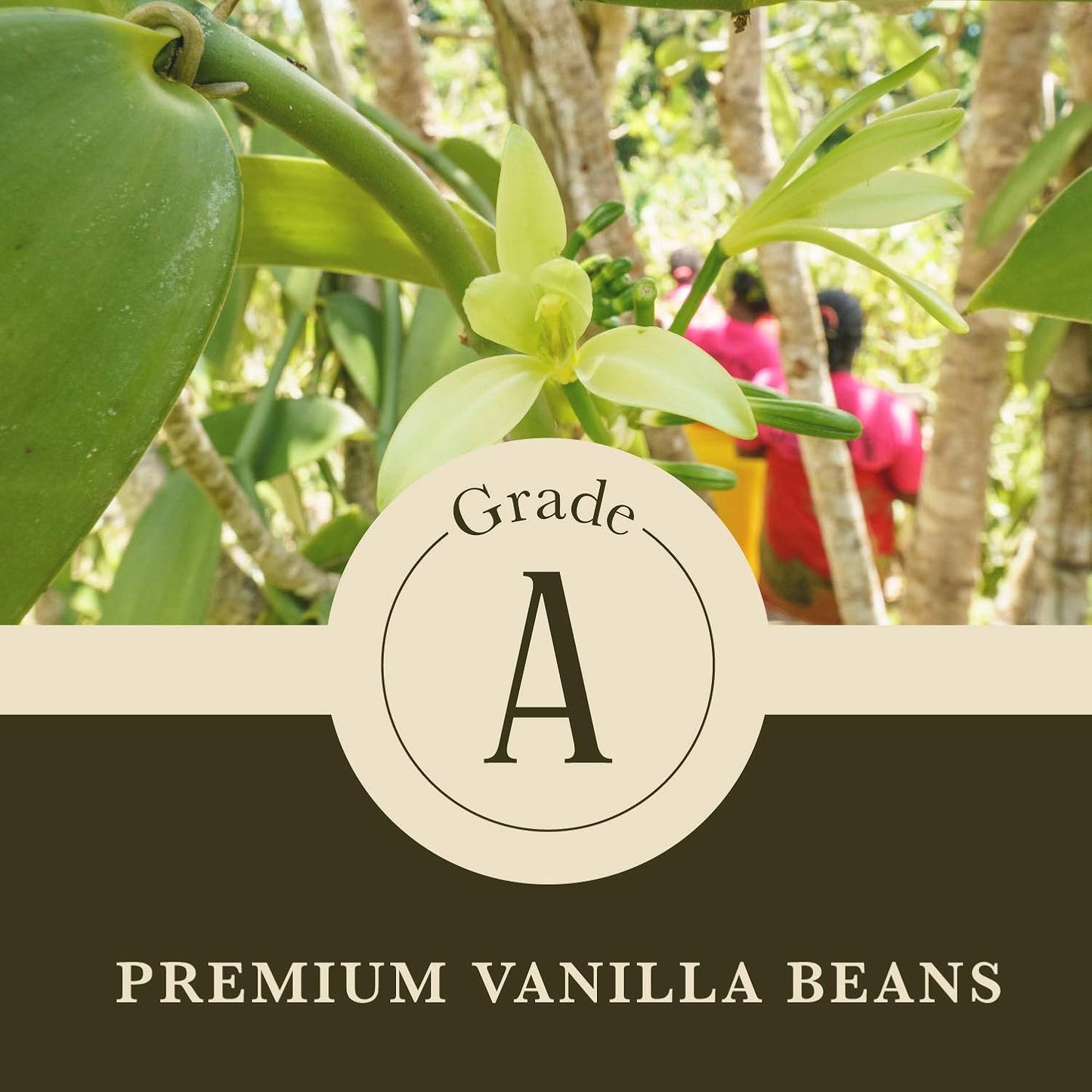 Cook's, Choice Premium Quality Pure Vanilla Extract, 4 oz