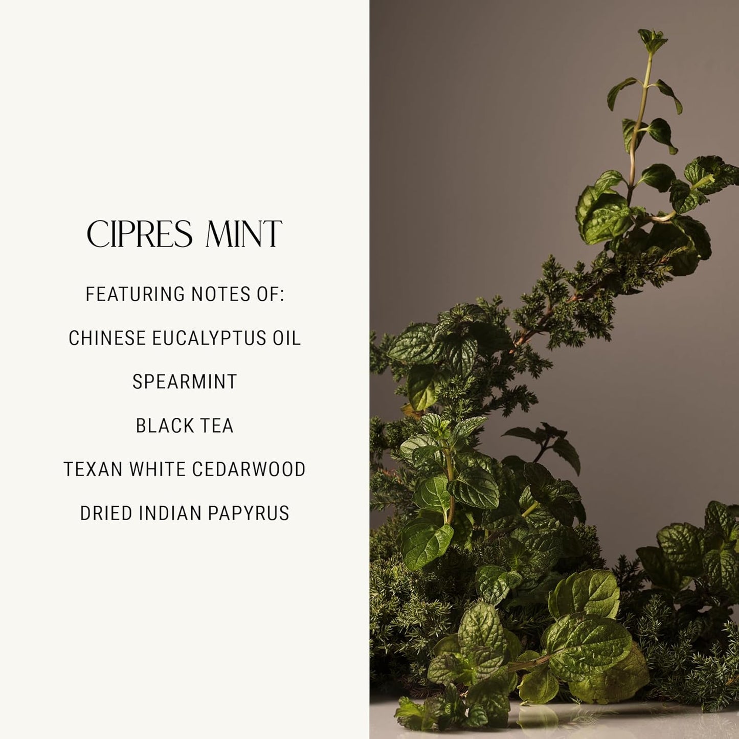 Homecourt Dish Soap, Dishwashing Liquid with Clean Ingredients, Non-Toxic & Skin-Safe, Safe for People & Pets, Cipres Mint, 16 fl oz