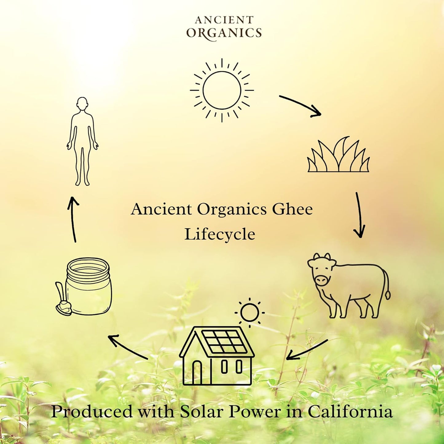 Ancient Organics Ghee, Organic Grass Fed Ghee Butter – Gluten Free Ghee, Clarified Butter, Vitamins & Omegas, Lactose Reduced, 100% Certified Organic, Kosher, USDA Certified – 16 Fl Oz (Pack of 1)