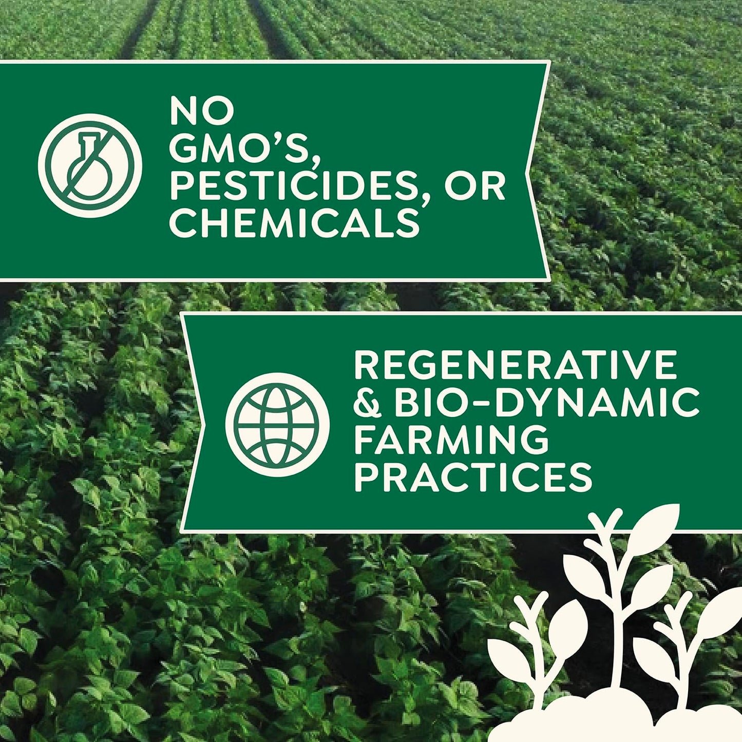 Organic Whole Wheat Flour 1.5 lb - Non-GMO, Pesticide-Free, Regenerative Organic Certified for Baking Bread, Pizza, Pasta, & More by Doudlah Farms